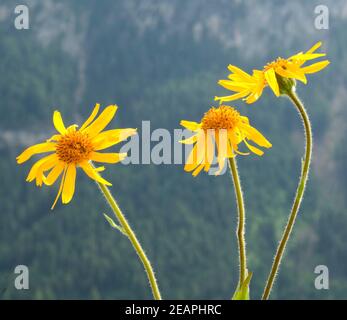 Arnika, Arnica montana Stockfoto