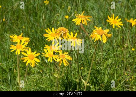 Arnika, Arnica montana Stockfoto