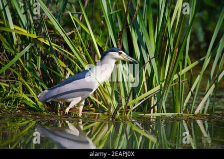Vogel Angeln im See Stockfoto