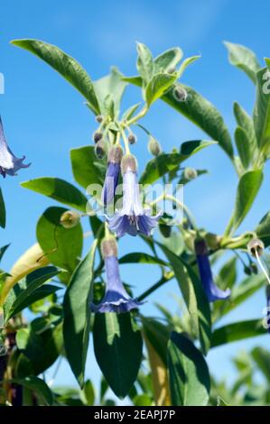 Australischer Glockenstrauch Acnistus arborescens Stockfoto