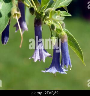 Australischer Glockenstrauch Acnistus arborescens Stockfoto