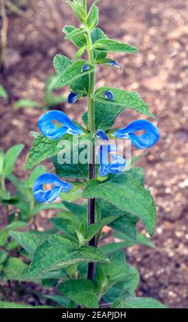 Azursalbei, Salvia Patens, Mexikanischer, Azur-Salbei, Offenbluetige Salbei, Salvia Azurea, Heilpflanzen, Kraeuter,- Stockfoto