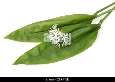 Allium ursinum Baerlauch,, Stockfoto