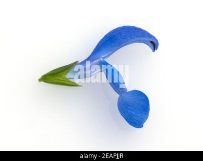 Azursalbei, Salvia patens Stockfoto