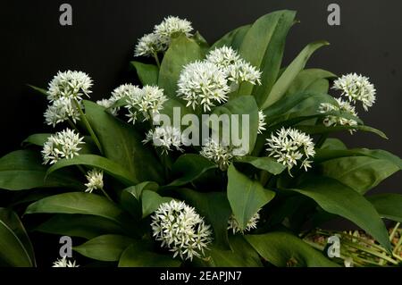 Baerlauch Allium ursinum Stockfoto
