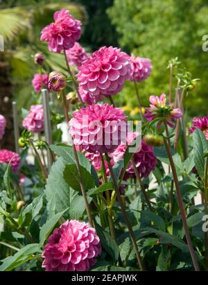 Balldahlie Charles Dickens Stockfoto