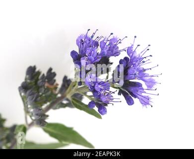 Bartblume, Caryopteris x clandonensis Stockfoto