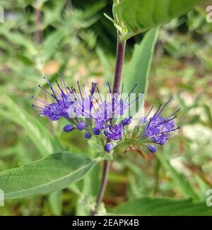 Bartblume, Caryopteris x clandonensis Stockfoto