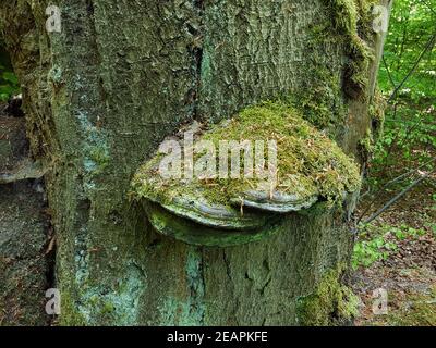 Urwaldrelikt, Baumriesen, Baumpilze Stockfoto