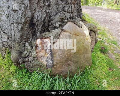 Urwaldrelikt, Baumriesen, Totholz Stockfoto