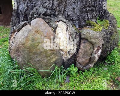 Urwaldrelikt, Baumriesen, Totholz Stockfoto