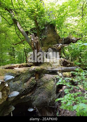 Urwaldrelikt, Baumriesen, Baumpilze Stockfoto