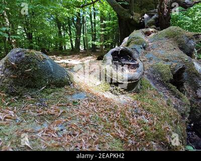 Urwaldrelikt, Baumriesen, Totholz Stockfoto