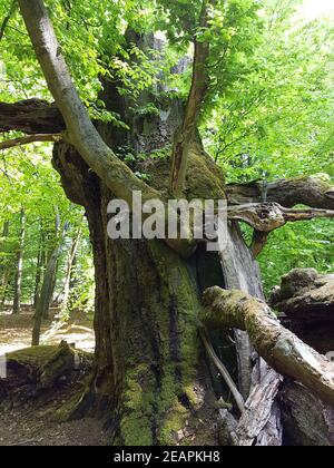 Urwaldrelikt, Sababurg, Reinhardswald Stockfoto