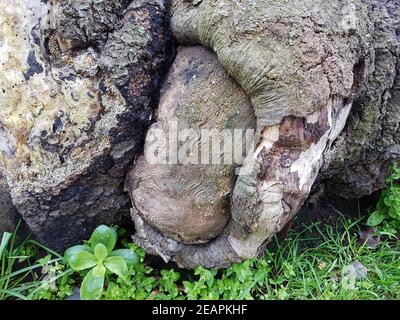 Urwaldrelikt, Baumriesen, Totholz Stockfoto