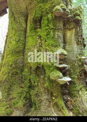 Urwaldrelikt, Baumriesen, Baumpilze Stockfoto