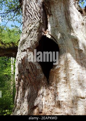 Urwaldrelikt, Sababurg, Reinhardswald Stockfoto