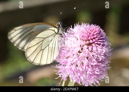 Baumweissling, Baum-Weissling, Aporia, crataegi Stockfoto