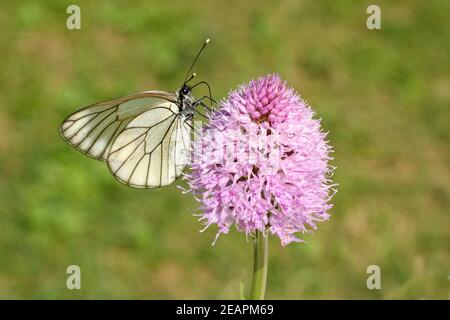 Baumweissling, Baum-Weissling, Aporia, crataegi Stockfoto