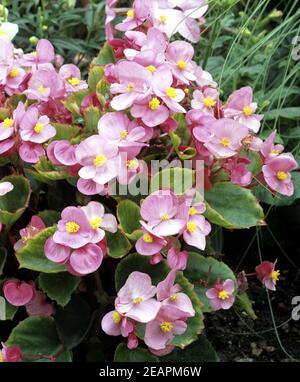 Begonie Begonia semperflorens Stockfoto