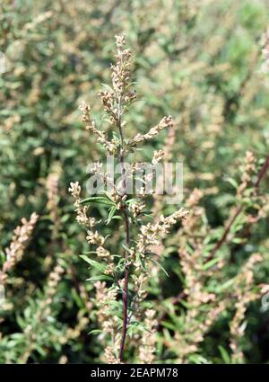 Beifuss, Artemisia vulgaris, Stockfoto