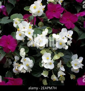 Begonie Begonia semperflorens Stockfoto