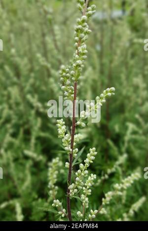 Beifuss Artemisia vulgaris, Heilpflanze Stockfoto