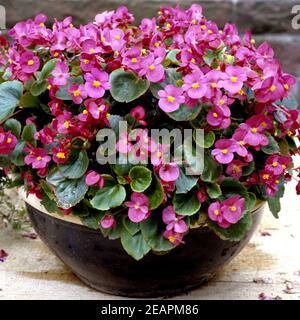 Begonie Begonia semperflorens Stockfoto