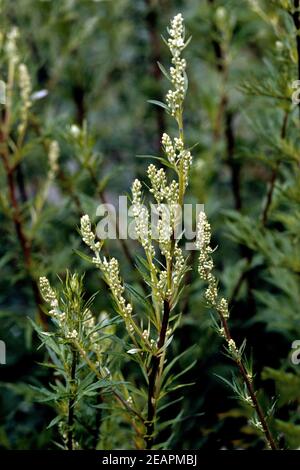 Beifuss Artemisia vulgaris Stockfoto