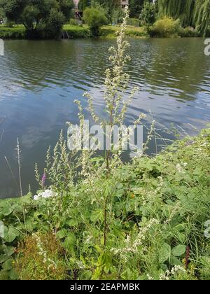 Beifuss Artemisia vulgaris Heilpflanze Stockfoto