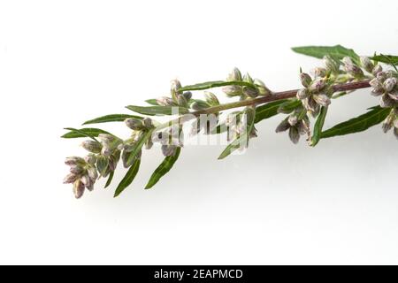 Beifuss Artemisia vulgaris Stockfoto