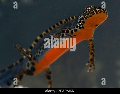 Bergmolch Ichthyosaura alpestris Stockfoto