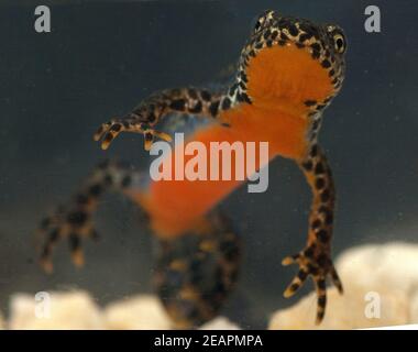 Bergmolch Ichthyosaura alpestris Stockfoto