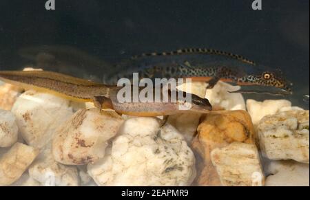 Bergmolch Ichthyosaura alpestris Stockfoto