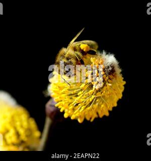 Weidenkaetzchen; Biene; Pollenhoeschen; APIs; Stockfoto