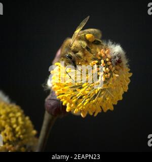 Weidenkaetzchen; Biene; Pollenhoeschen; APIs; Stockfoto