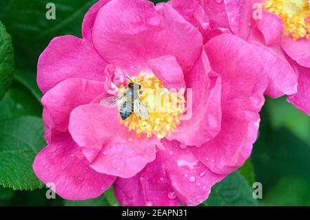 Biene auf Essigrose Stockfoto