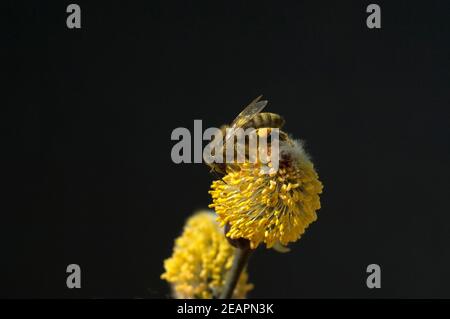 Weidenkaetzchen; Biene; Pollenhoeschen; APIs; Stockfoto