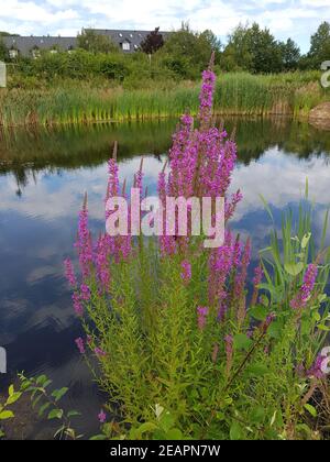 Blutweiderich Lythrum salicaria Stockfoto