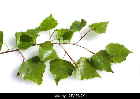 Birkenblaetter, Birke Betula Baum Stockfoto