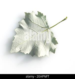 Blatt, Silberpappel, Populus alba Stockfoto