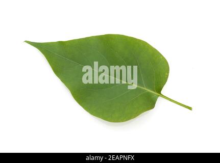 Fliederblatt, Syringa vulgaris Stockfoto