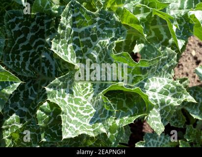 Mariendistel, Silybum marianum Stockfoto