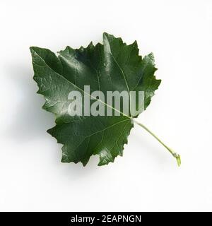 Blatt, Silberpappel, Populus alba Stockfoto