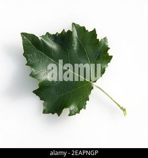 Blatt, Silberpappel, Populus alba Stockfoto