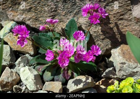 Bitterwurz Lewisia, Cotyledon Stockfoto
