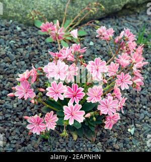 Bitterwurz Lewisia cotyledon Stockfoto