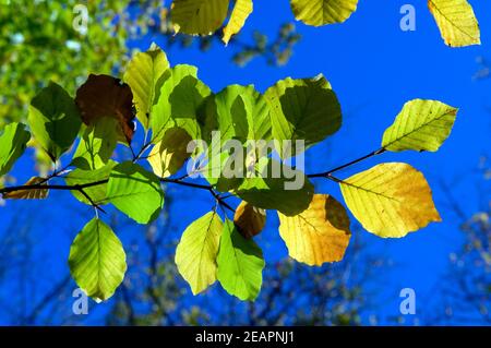 Blaetter im Gegenlicht Stockfoto