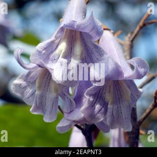 Tomentosa Blauglockenbaum Paulownia, Stockfoto