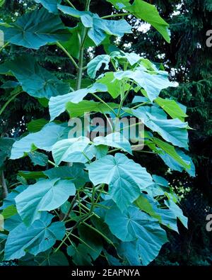 Blauglockenbaum, Paulownia tomentosa Stockfoto